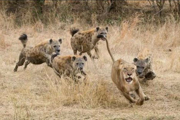 hyenas picking on weak lion