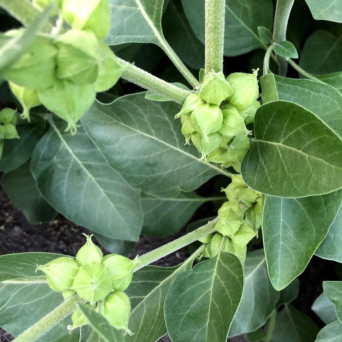Ashwaganda plant