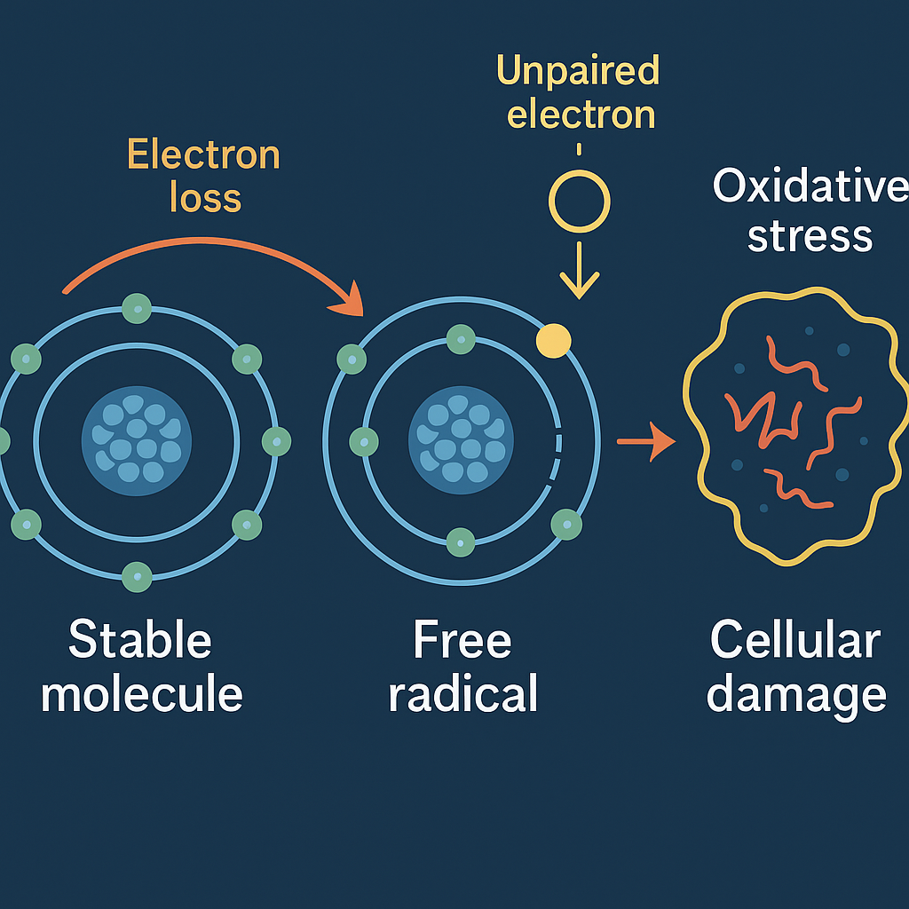 Free radical diagram