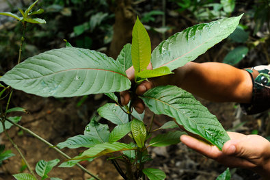 Kratom plant in nature