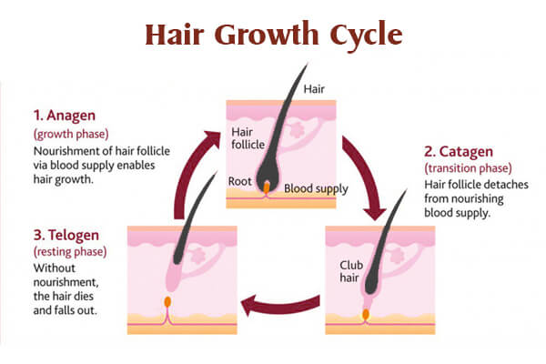 Life cycle of hair growth