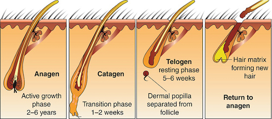 Hair loss cycle