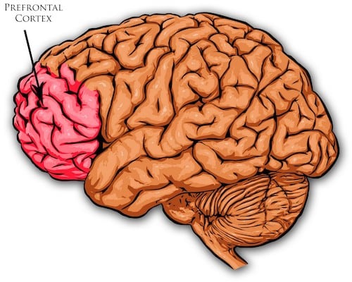 The prefrontal cortex and maturity